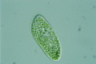 Paramecium bursaria