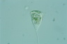 Vorticella nebulifera