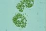 Microcystis