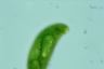 Euglena spirogyra