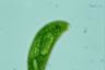 Euglena spirogyra