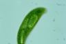 Euglena spirogyra