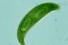 Euglena spirogyra