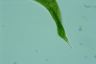 Euglena spirogyra