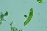 Euglena spirogyra