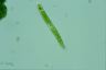 Euglena spirogyra