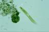 Euglena spirogyra