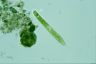 Euglena spirogyra