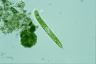 Euglena spirogyra