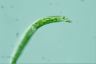 Euglena deses