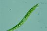 Euglena deses