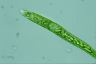 Euglena deses