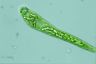 Euglena deses