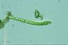 Euglena deses