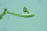 Euglena deses