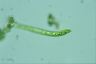 Euglena deses