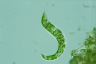 Euglena deses