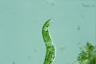 Euglena deses