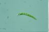 Euglena deses