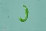 Euglena deses