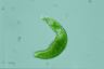 Euglena mutabilis