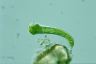 Euglena mutabilis