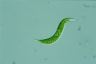 Euglena mutabilis