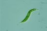 Euglena mutabilis