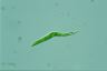 Euglena mutabilis