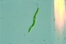 Euglena mutabilis