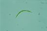 Euglena mutabilis