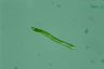 Euglena mutabilis