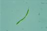 Euglena mutabilis