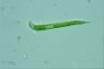 Euglena mutabilis