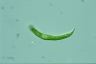 Euglena mutabilis