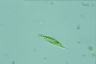 Euglena tripteris