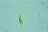 Euglena viridis