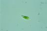 Euglena viridis