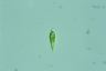 Euglena viridis