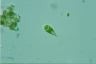 Euglena viridis