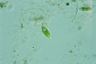 Euglena viridis