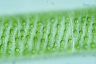 Spirogyra