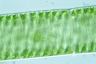 Spirogyra