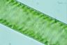 Spirogyra