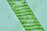 Spirogyra