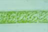 Spirogyra