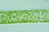 Spirogyra