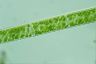 Spirogyra