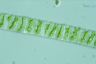 Spirogyra