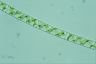 Spirogyra